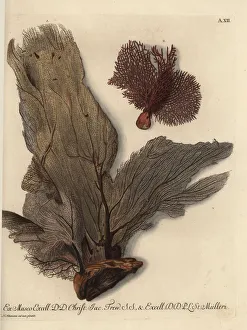 Venus fan coral and reticulated red coral Venus fan coral and reticulated red coral