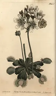 Copperplate Print Art Prints: Venus flytrap, Dionaea muscipula, carnivorous plant