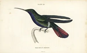 Veraguan mango, Anthracothorax veraguensis Veraguan mango, Anthracothorax veraguensis