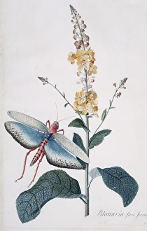 Verbascam ferrugineum & Tropidacris collaris Verbascam ferrugineum & Tropidacris collaris