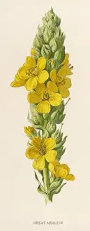 Medicinal Herbs Pictures Prints: Verbascum Thapsus