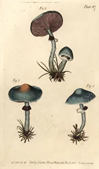Verdigris mushroom or verdigris agaric, Stropharia Verdigris mushroom or verdigris agaric, Stropharia