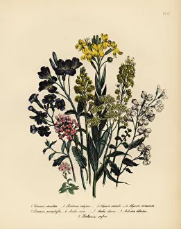 Vesircaria, rocket, toothwort and wallcress species Vesircaria, rocket, toothwort and wallcress species