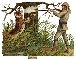 Victorian Scrap, hunter shooting tiger Victorian Scrap, hunter shooting tiger
