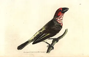 Vieillot's barbet, Lybius vieilloti Vieillot's barbet, Lybius vieilloti