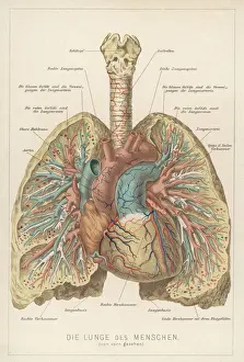 Lung Anatomy Illustration Prints: Front View of Lungs