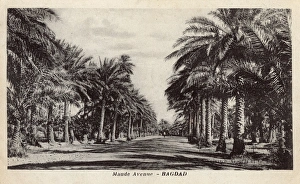 View down Maude Avenue, Baghdad, Iraq View down Maude Avenue, Baghdad, Iraq