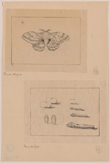 Two views (top): silkworm moth; (bottom): larval stages of t Two views (top): silkworm moth; (bottom): larval stages of t