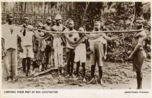 Villagers in Sierra Leone with a captured Boa Constrictor Villagers in Sierra Leone with a captured Boa Constrictor