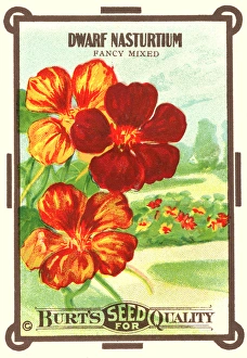 Vintage seed packet: Dwarf Nasturtium Vintage seed packet: Dwarf Nasturtium