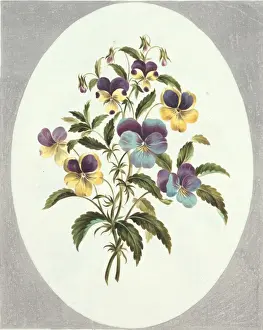 Viola sp Plate 62 Botanical Print, 1795