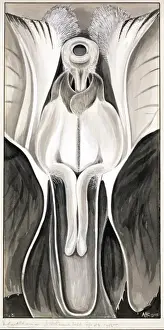 Angiosperm Botanical Art Prints: Violaeoides