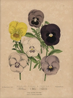 Violas and pansies: Eyebright, Canary, In Memoriam Violas and pansies: Eyebright, Canary, In Memoriam