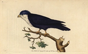 Violet or blue lorikeet, Vini peruviana Violet or blue lorikeet, Vini peruviana