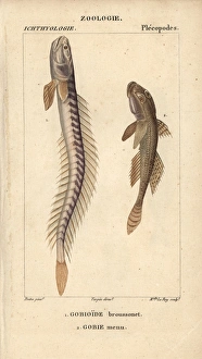 Violet goby or Broussonets goby, Gobioides Violet goby or Broussonets goby, Gobioides