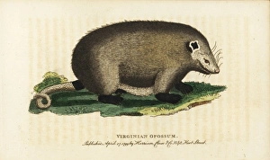 Virginia opossum, Didelphis virginiana Virginia opossum, Didelphis virginiana