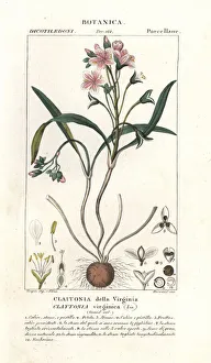 Virginia springbeauty, Claytonia virginica Virginia springbeauty, Claytonia virginica