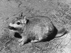 Prints of The Plains Viscacha, a rodent of the Chincilla family. Date: 1960s Chinchillidae Prints: VISCACHA The Plains Viscacha Rodent Print, 1960s