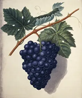 Angiosperm Flowering Plants Prints: Vitis sp. Black Hamburgh grape