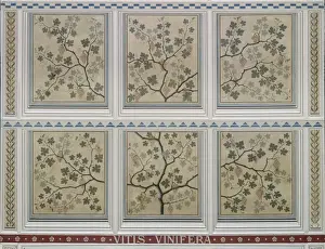 Vitis Vinifera Images Prints: Vitis vinifera, grape