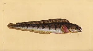 Viviparous eelpout, Zoarces viviparus Viviparous eelpout, Zoarces viviparus