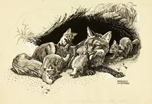 A Vixen with her Cubs Print - Foxes Playing with their Young