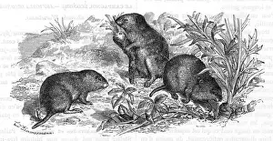Voles and Vegetables Print: Three Voles Digging Carrots