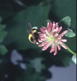 Arthropod Pictures Prints: Volucella sp. hover-fly