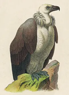 Vulture Bird Of Prey Prints: VULTURE