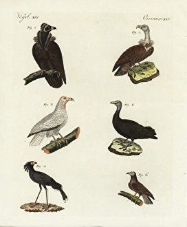 Vultures and eagles Vultures and eagles