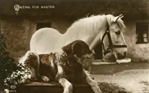 Horses In The Countryside Prints: Waiting For Master