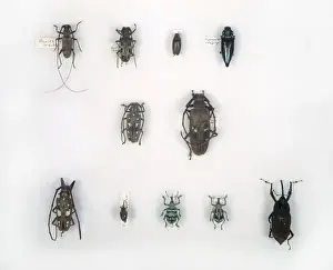 Longhorned Beetle Species Prints: Wallaces beetles