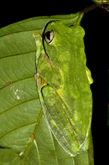 A Wallaces Flying Frog hides in a leaf in undergrowth A Wallaces Flying Frog hides in a leaf in undergrowth