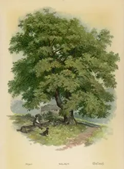 Walnut Tree Print