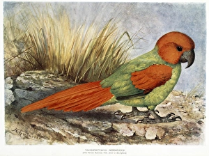 Walter Rothschilds Necropsittacus borbonicus Walter Rothschilds Necropsittacus borbonicus