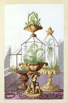 Wardian Cases Print, 1877