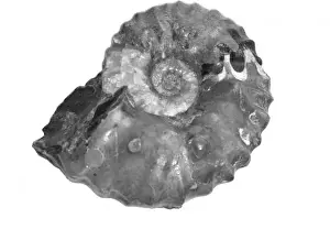 Cephalopod Marine Life Prints: Wasatchites tridentinus, ammonoid