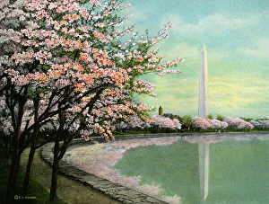 Washington - Japanese Cherry Blossoms - Potomac Park Washington - Japanese Cherry Blossoms - Potomac Park