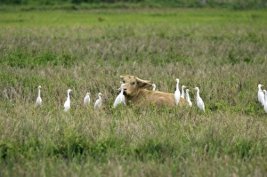 Water Buffalo - surrounded by Cattle Egrets (Bubulcus Water Buffalo - surrounded by Cattle Egrets (Bubulcus