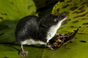 Water shrew, adult, on alert while devouring a Water shrew, adult, on alert while devouring a