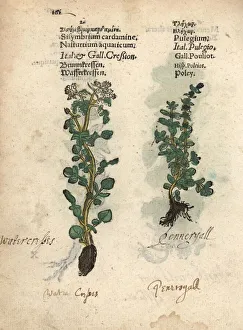 Watercress, Nasturtium officinale, and pennyroyal Watercress, Nasturtium officinale, and pennyroyal