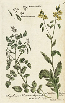 Watercress, Nasturtium officinale, and radish Watercress, Nasturtium officinale, and radish