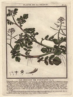 Watercress, Sisymbrium nasturtium-aquaticum Watercress, Sisymbrium nasturtium-aquaticum