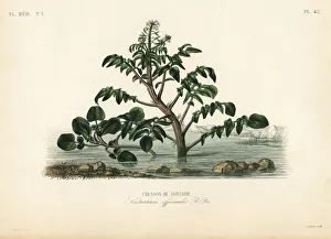 Watercress or yellowcress, Nasturtium officinale Watercress or yellowcress, Nasturtium officinale