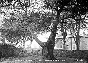 Watty Grahams Beech, 1798, Maghera, Co. Derry Watty Grahams Beech, 1798, Maghera, Co. Derry