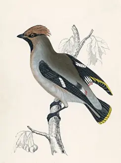 Historical Birds Of Prey Prints: Waxwing (Morris)