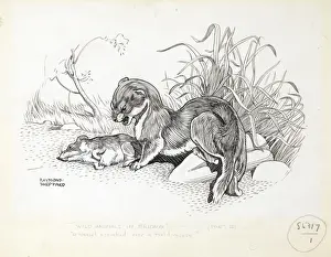 Weasel Print: A Crouching Predator Over a Field Mouse