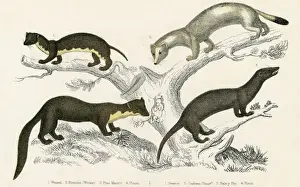Prints of The weasel and some relatives - top left - weasel top right - ermine in winter lower left - pine marten lower right - vison or mink Date: circa 1830 Pine Marten Prints: Weasel & Relatives Print circa 1830