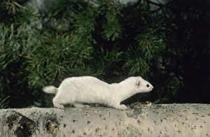 Weasel - in white winter fur, adult; common predator Weasel - in white winter fur, adult; common predator