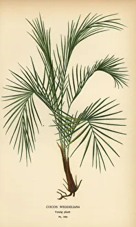 Weddell's palm, Lytocaryum weddellianum Weddell's palm, Lytocaryum weddellianum